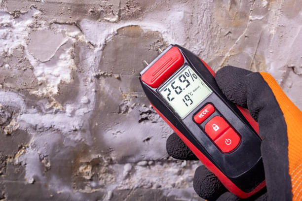 Best White Mold Remediation in Woodridge, IL