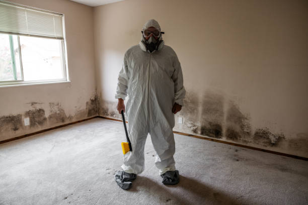 Best Post-Flood Mold Remediation in Woodridge, IL
